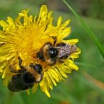 Biene an der Breitenbachtalsperre, Foto: Wolfhard Maaß